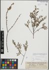 Foto von Salix repens L.